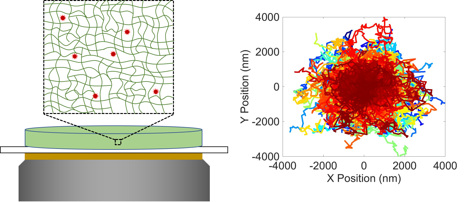 Polymer Physics – Composto Research Group